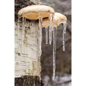 Frozen Mushroom